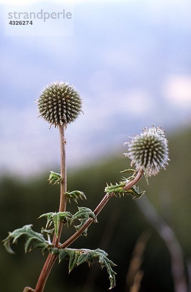 Distel  Nahaufnahme