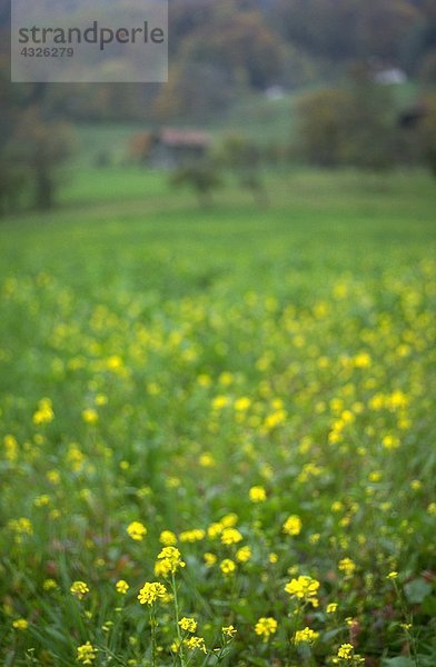 Gelbe Wildblumen im Feld