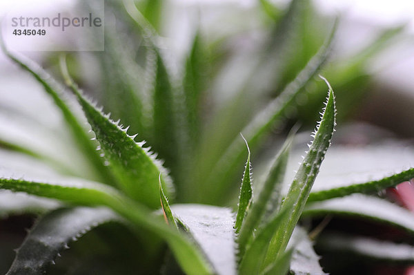 Aloe Vera Pflanze