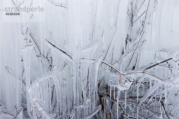 Eiszapfen  die an Ästen hängen