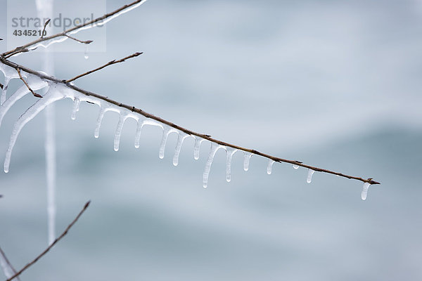 Eiszapfen am Zweig hängend