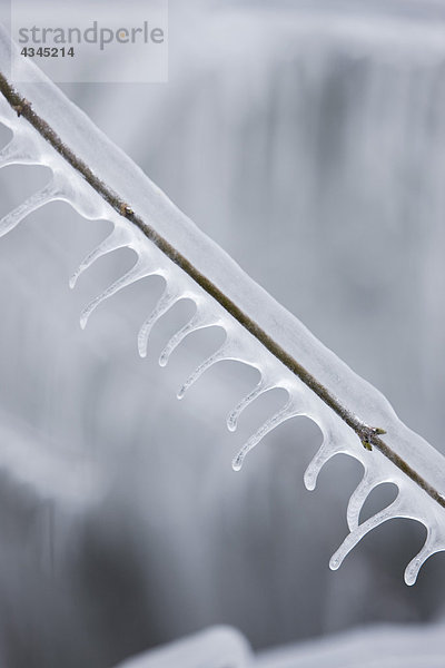 Eiszapfen am Zweig hängend