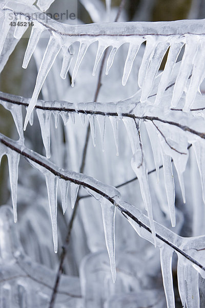 Eiszapfen  die an Ästen hängen