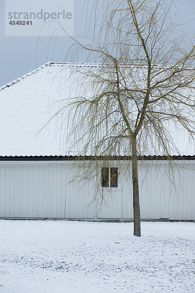 Nackter Baum und Haus im Winter
