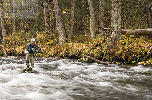 Fluss Herbst Fliegenfischen Kenai-Fjords-Nationalpark Halbinsel russisch