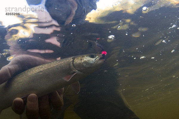 Unterwasser Schuss von Fischer hält ein Fisch mit Köder gefangen in Mund Kenai-Halbinsel in Alaska