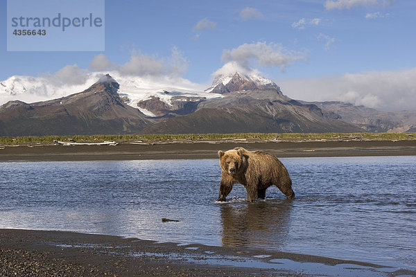 Grizzly auf der Suche nach Lachs in River in Alaska Hallo Bay Katmai-Nationalpark