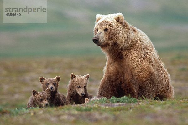 Grizzlybär säen w/4 junge jungen in der Nähe von Moraine Creek Katmai National Park südwestlich Alaska Sommer