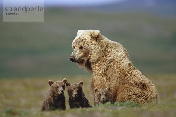 Grizzlybär säen w/4 junge jungen in der Nähe von Moraine Creek Katmai National Park südwestlich Alaska Sommer