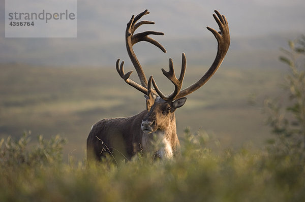 Bull Caribou in samt auf Tundra Denali National Park Inland Alaska Sommer