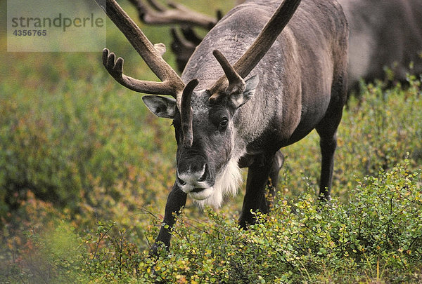 Adult Bull Caribou mit Geweih in samt ernährt sich von Foilage in Taiga Gesamtstruktur Denali NAT ' L Park Alaska