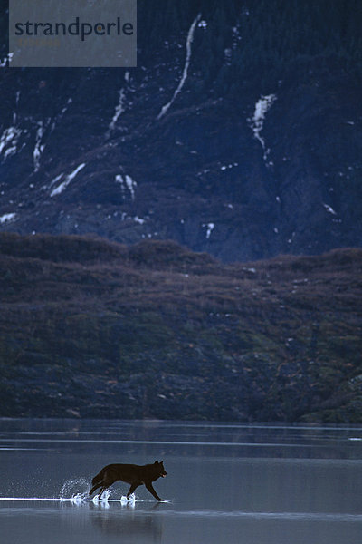 Wasser Wolf Canis lupus See Eis hoch oben Süden schmelzen Trabrennen Mendenhall-Gletscher Alaska