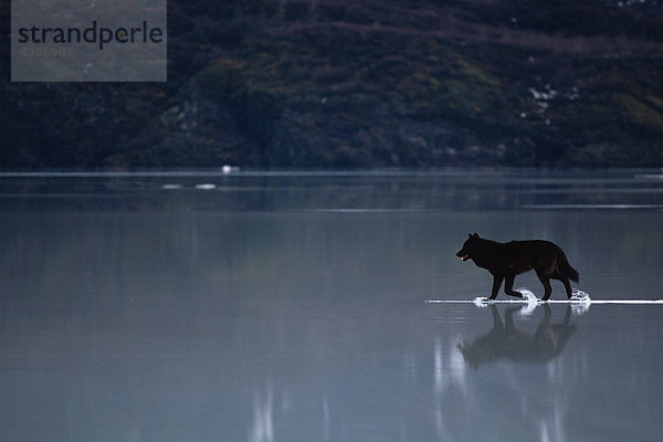 Wasser Wolf Canis lupus See Eis hoch oben Süden schmelzen Trabrennen Mendenhall-Gletscher Alaska