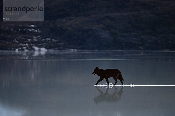 Wasser Wolf Canis lupus See Eis hoch oben Süden schmelzen Trabrennen Mendenhall-Gletscher Alaska