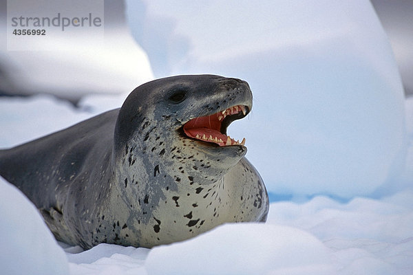 Closeup Seeleopard auf Eisscholle Antarktis Sommer