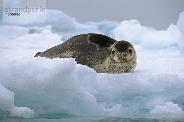 Seeleopard Handauflegen Eis Packung Antarktis Sommer