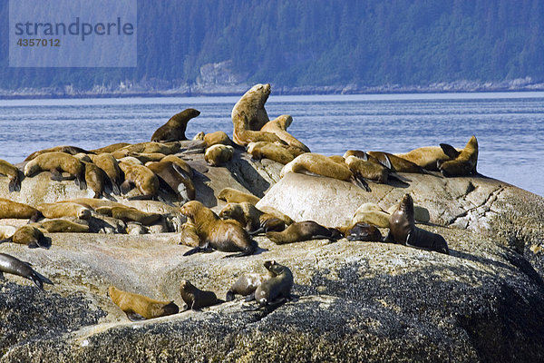 Nationalpark Sommer Süden Seelöwe Stellersche Seelöwe Eumetopias jubatus heulen - Tierlaut Alaska Bucht