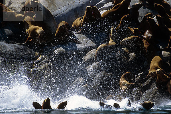 Felsbrocken springen Sommer Ozean Seelöwe Stellersche Seelöwe Eumetopias jubatus Glacier-Bay-Nationalpark