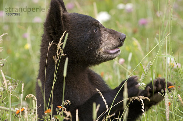 Black Bear Cub auf Wiese Wildflowers Minnesota Frühling Captive