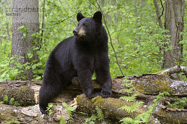 Schwarzbär Ursus americanus stehend Sommer Wald Süden Alaska