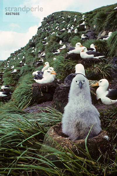 Schwarz-Weißbrauen-Ralle oder Albatross Chick sitzen auf Bird Island Antarktis Frühjahr Schachteln