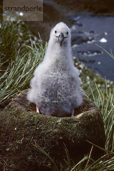 Schwarz-Weißbrauen-Ralle oder Albatross Chick sitzen auf Bird Island Antarktis Frühjahr Schachteln