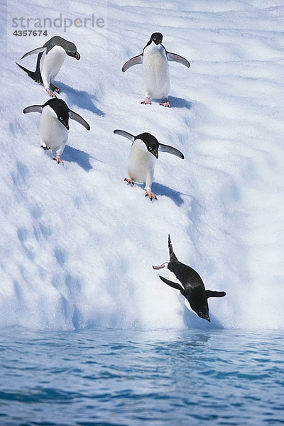 Linie der Adeliepinguine zu Fuß nach unten Iceberg in Wasser South Atlantic Antarktis Sommer Tauchen