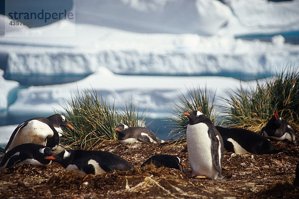 Herde von Eselspinguine Schachteln auf Boden Südgeorgien Insel Antarktis Sommer
