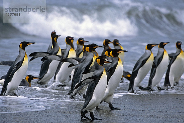 Gruppe von King Pinguinen in Brandung am Strand Insel Südgeorgien antarktischen Sommer Wandern