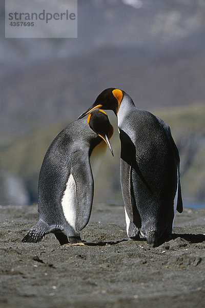 Paar von King Pinguinen Gefiederpflege gegenseitig Federn Südgeorgien Insel Antarktis