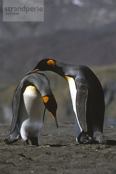 Paar von King Pinguinen Gefiederpflege gegenseitig Federn Südgeorgien Insel Antarktis