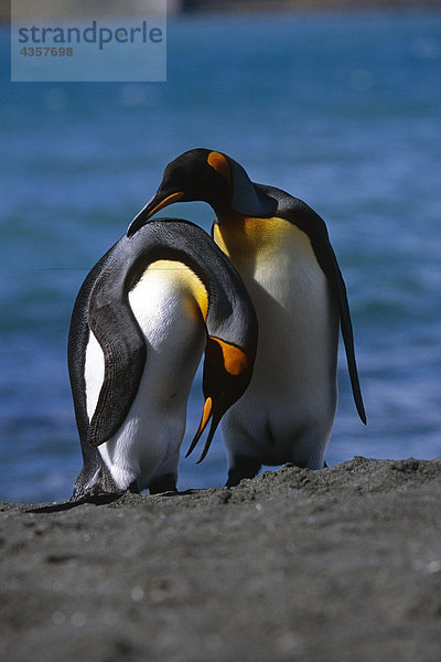 Paar von King Pinguinen Gefiederpflege gegenseitig Federn Südgeorgien Insel Antarktis