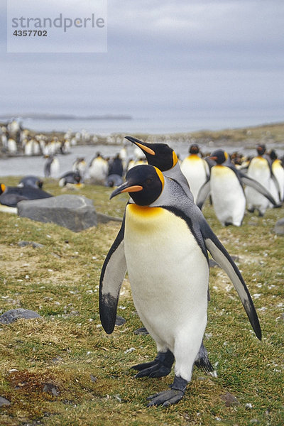 King Pinguinen zu Fuß auf Gras der Salisbury Plain S.Georgia Insel antarktischen Sommer