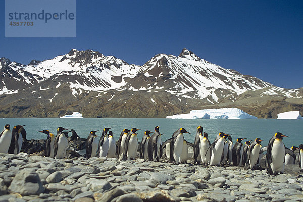 King Pinguinen auf felsigen Küstenlinie von Fortuna Bay Süd-Georgien Insel antarktischen Sommer