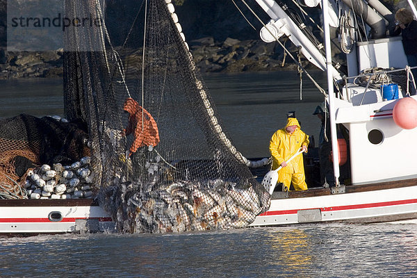 Kommerzielle Seiner bringen in w/Nettolast Silber Lachs Port Valdez Prince William Sound Alaska Herbst