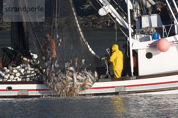 Kommerzielle Seiner bringen in w/Nettolast Silber Lachs Port Valdez Prince William Sound Alaska Herbst