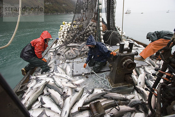 Besatzung von kommerziellen Seiner laden ihren Fang von Silber Lachs in Hold auf * Sonja M * Port Valdez PWS Alaska