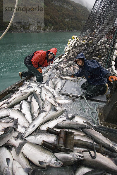 Besatzung von kommerziellen Seiner laden ihren Fang von Silber Lachs in Hold auf * Sonja M * Port Valdez PWS Alaska