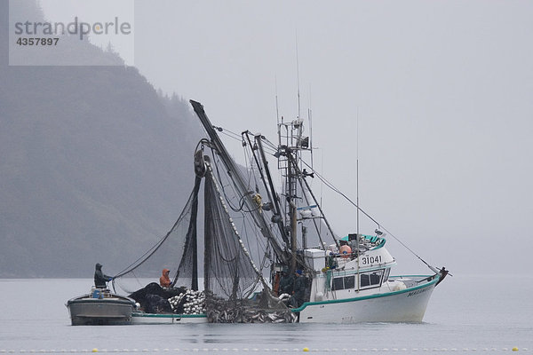 Kommerzielle Seiner * Malamute Kid * Schleppen der Fang von Lachs in Nebel Port Valdez PWS Alaska Herbst Silber