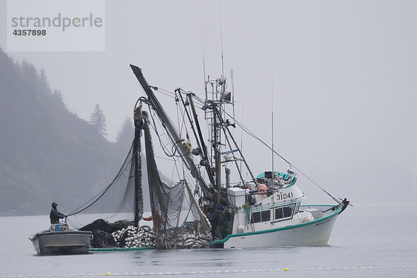 Kommerzielle Seiner * Malamute Kid * Schleppen der Fang von Lachs in Nebel Port Valdez PWS Alaska Herbst Silber