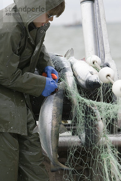 Kommerzielle Fischer entwirren ein Rotlachs aus eine Gillnet an Bord eines Bootes gewerbliche Fischerei Bristol Bay Alaska