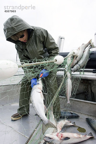 Kommerzielle Fischer entwirren ein Rotlachs aus eine Gillnet an Bord eines Bootes gewerbliche Fischerei Bristol Bay Alaska