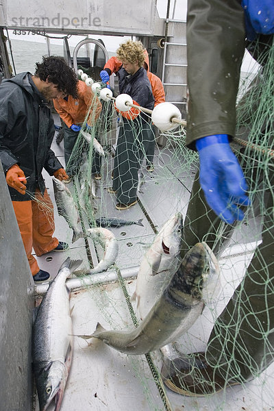 Kommerzielle Fischer entwirren Rotlachs aus eine Gillnet an Bord eines Bootes gewerbliche Fischerei Bristol Bay Alaska