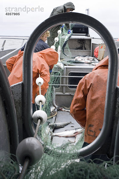 Kommerzielle Fischer entwirren Rotlachs aus eine Gillnet an Bord eines Bootes gewerbliche Fischerei Bristol Bay Alaska