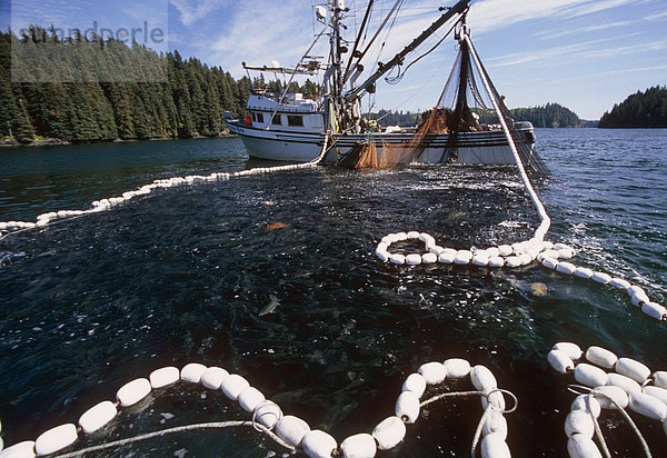 Kommerzielle Seiner Fischerboot schleppen in großen Fang von Buckellachs Südwesten AK Kodiak-Archipel Sommer