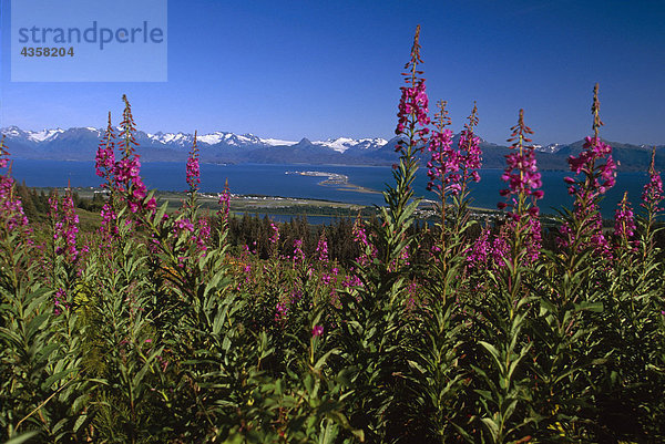 Ansicht von Homer Spit durch Schmalblättriges Weidenröschen Blüten KP AK Sommer Kachemak Bay