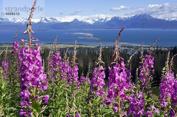 Ansicht von Homer Spit w/Schmalblättriges Weidenröschen blüht im Vordergrund Kenai-Halbinsel in Alaska Sommer Kenai CT