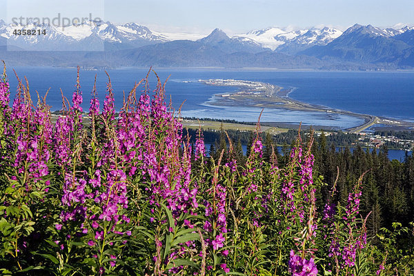 Ansicht von Homer Spit w/Schmalblättriges Weidenröschen blüht im Vordergrund Kenai-Halbinsel in Alaska Sommer Kenai CT