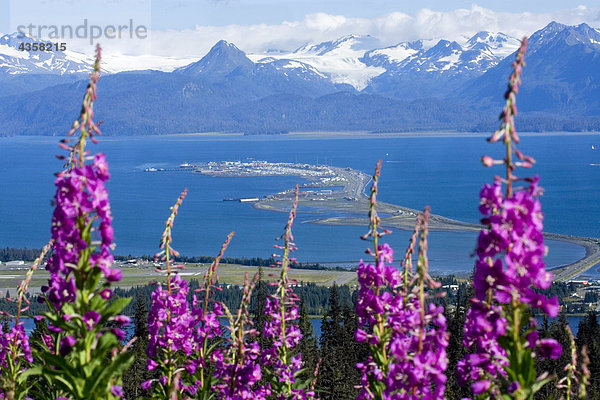 Ansicht von Homer Spit w/Schmalblättriges Weidenröschen blüht im Vordergrund Kenai-Halbinsel in Alaska Sommer Kenai CT