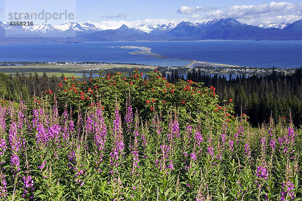 Ansicht von Homer Spit w/Schmalblättriges Weidenröschen blüht im Vordergrund Kenai-Halbinsel in Alaska Sommer Kenai CT